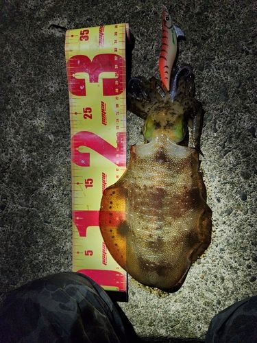 アオリイカの釣果