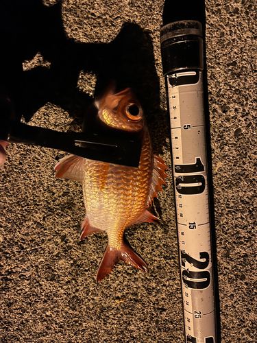 アカマツカサの釣果