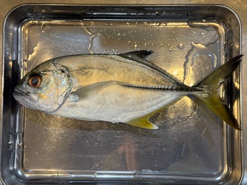 カイワリの釣果