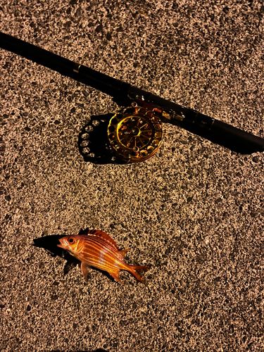 テリエビスの釣果