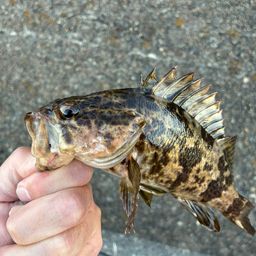 タケノコメバル