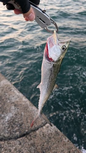 サゴシの釣果