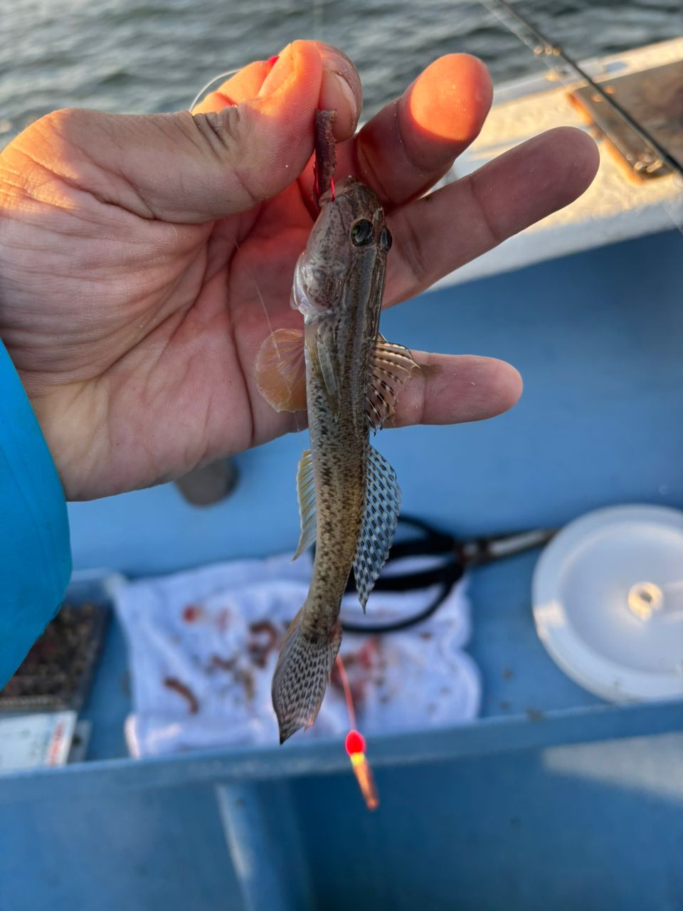 detakaさんの釣果 2枚目の画像