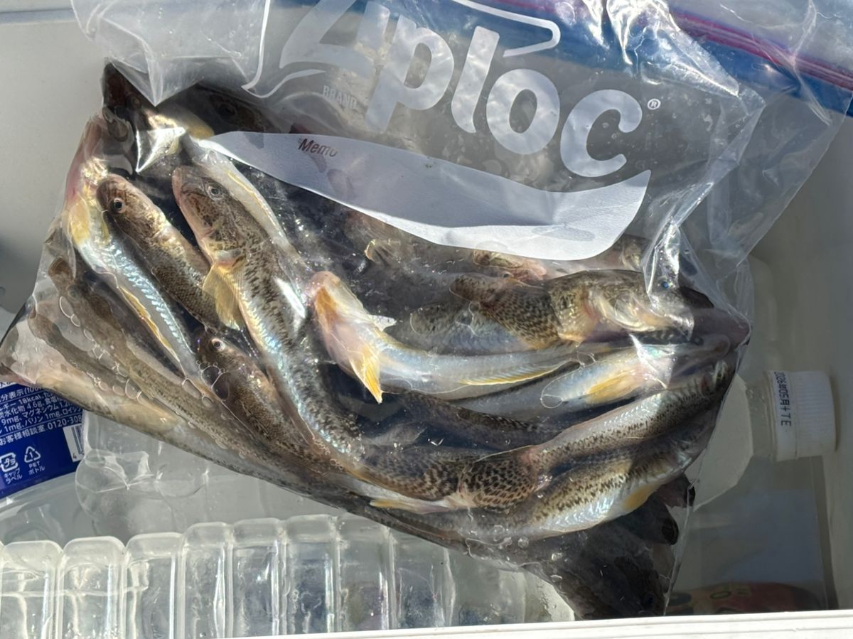 detakaさんの釣果 3枚目の画像