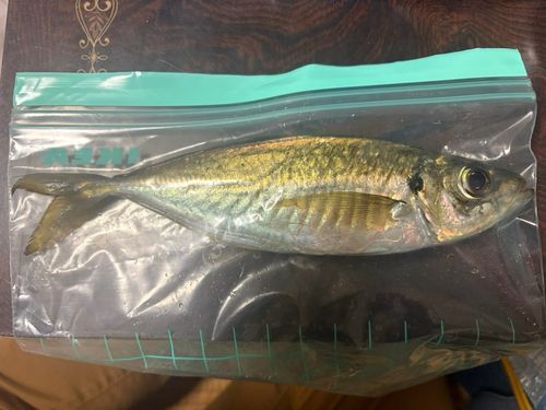 マアジの釣果