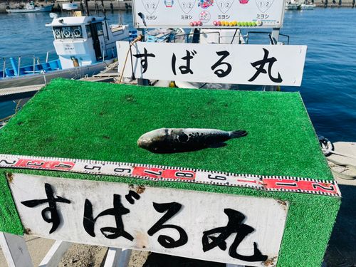 トラフグの釣果