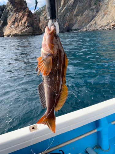 アイナメの釣果