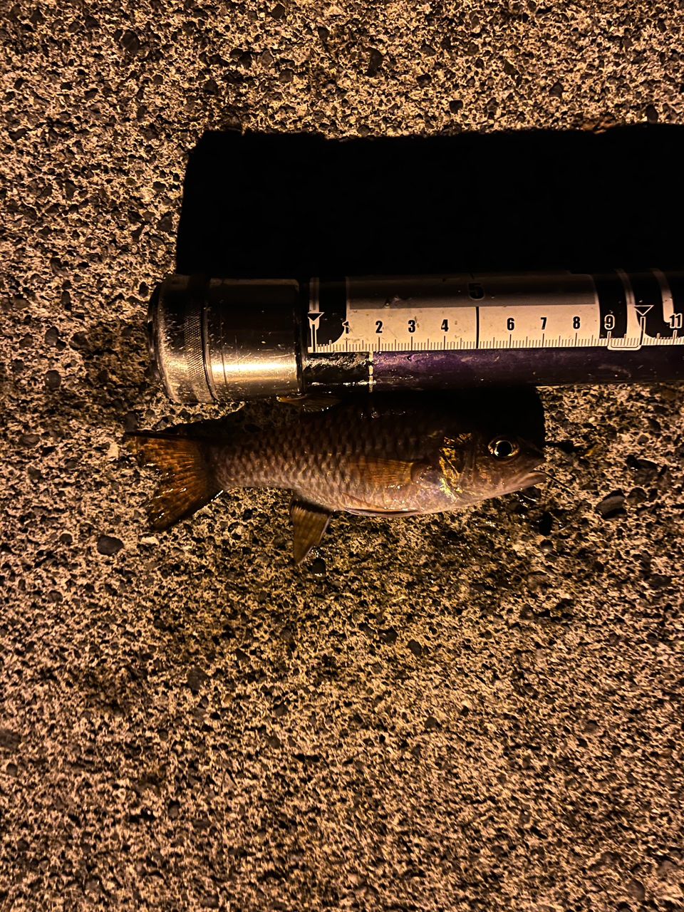 カスリイシモチ