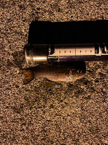 カスリイシモチの釣果