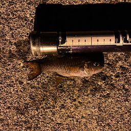 カスリイシモチ