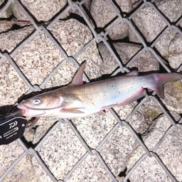 アメリカナマズ