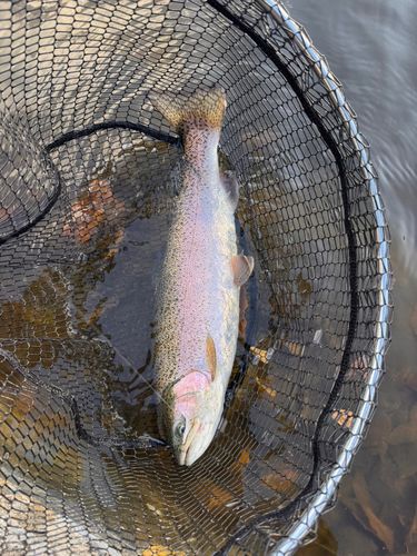 ニジマスの釣果
