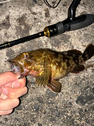 カサゴの釣果