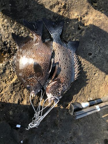 イシガキダイの釣果