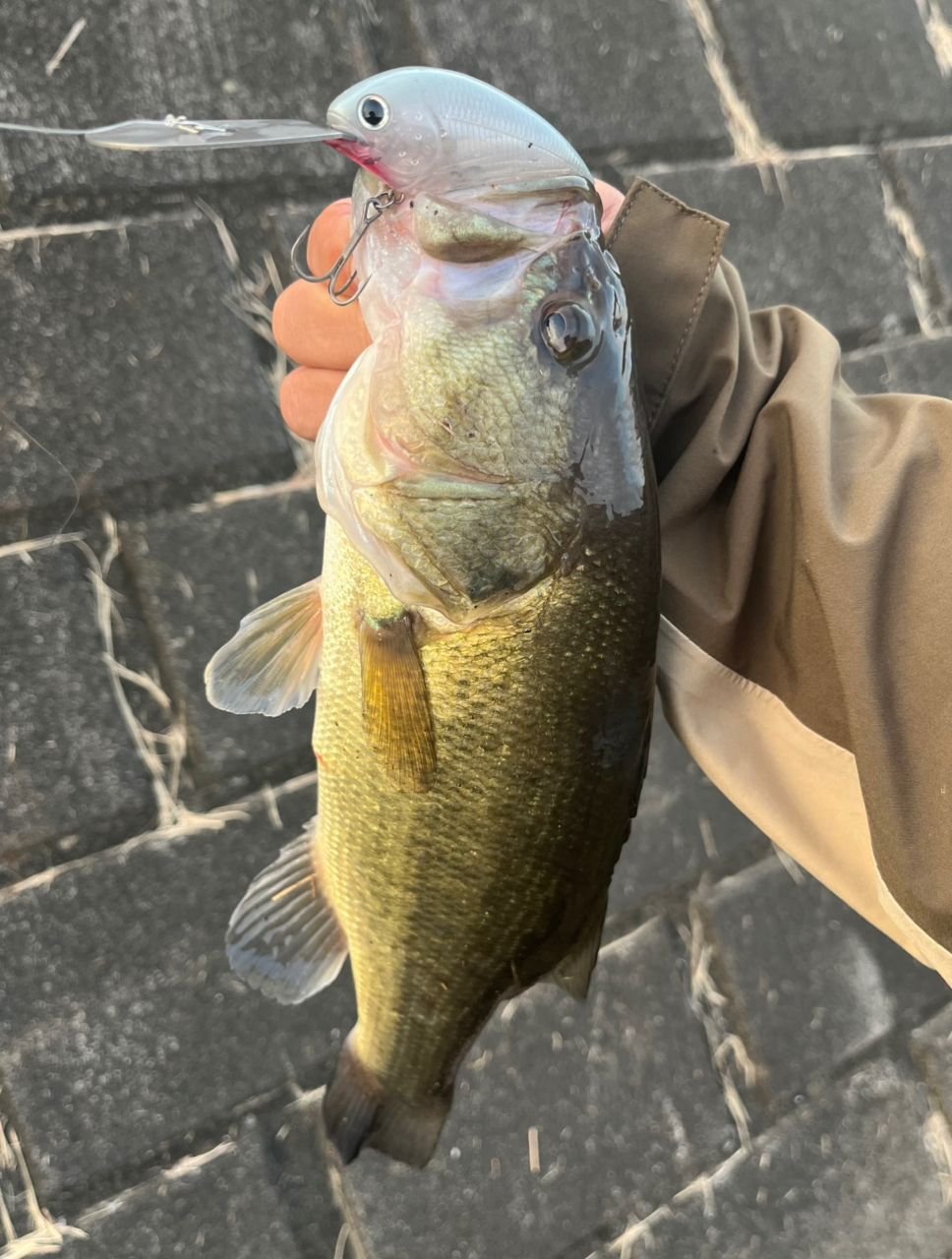 ラージマウスバス