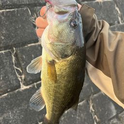 ラージマウスバス