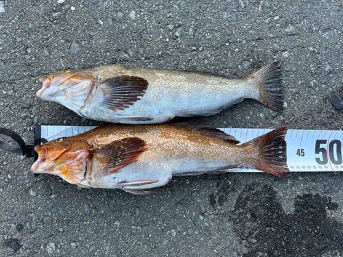 アイナメの釣果