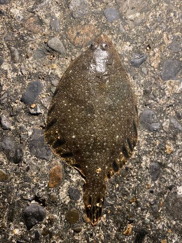 カレイの釣果