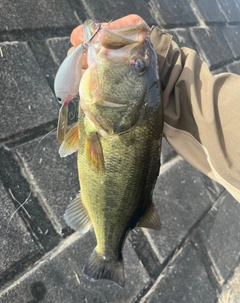 ラージマウスバスの釣果