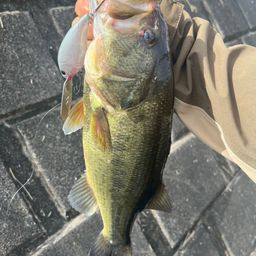 ラージマウスバス