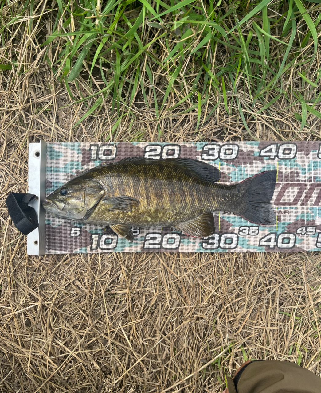 スモールマウスバス