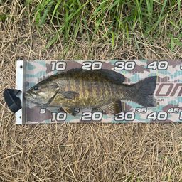 スモールマウスバス