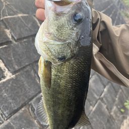 ラージマウスバス