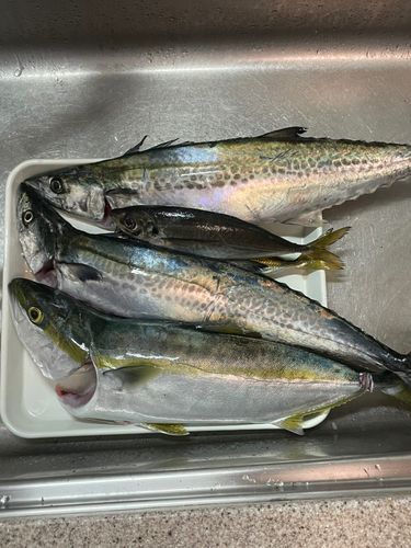 ハマチの釣果