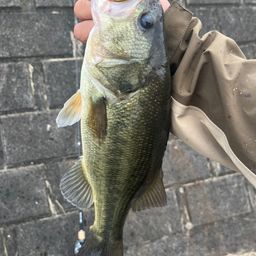 ラージマウスバス