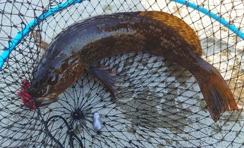 アイナメの釣果