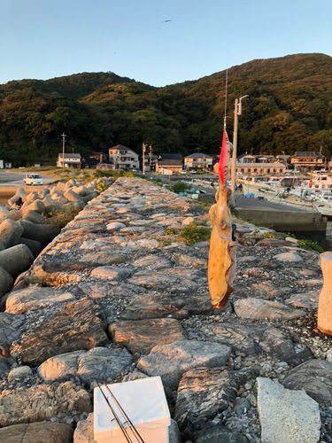 コウイカの釣果