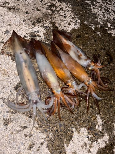 スルメイカの釣果