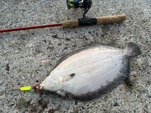 ババガレイの釣果