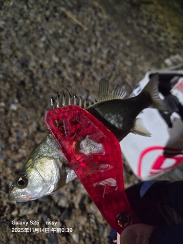 セイゴ（マルスズキ）の釣果
