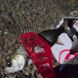 セイゴ（マルスズキ）