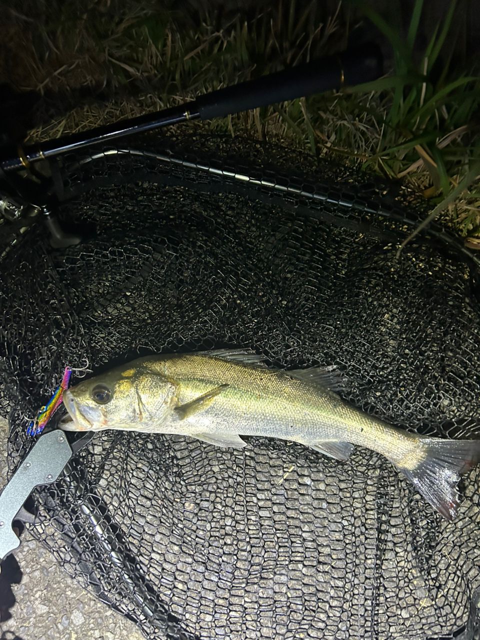 DAIWA 21シーバスハンター X 93ML・Rの最安値・インプレ・釣果 | 本音