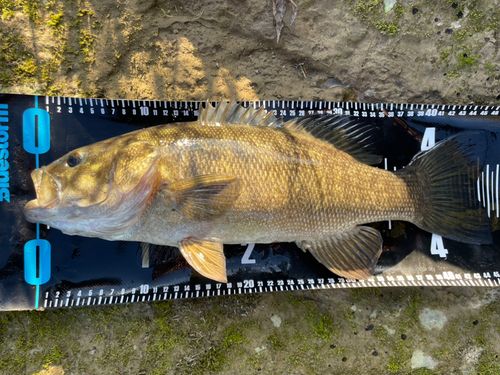 スモールマウスバスの釣果