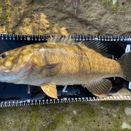 スモールマウスバス