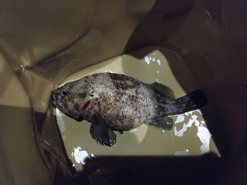 ムラソイの釣果