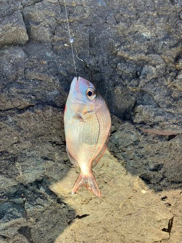 チャリコの釣果