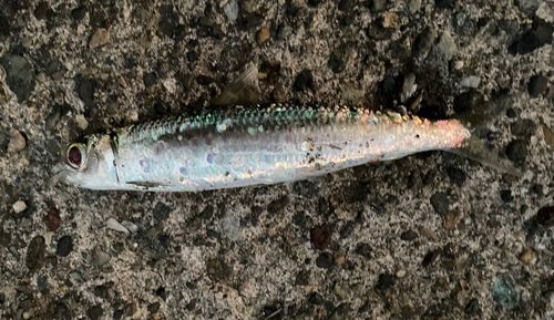 イワシの釣果