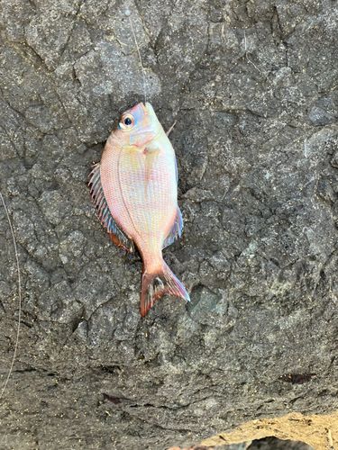 チャリコの釣果