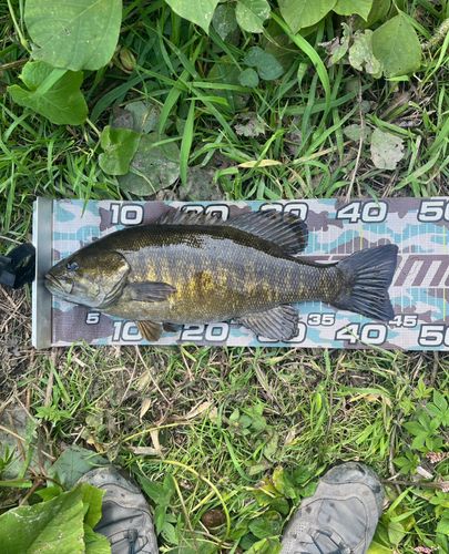 スモールマウスバスの釣果