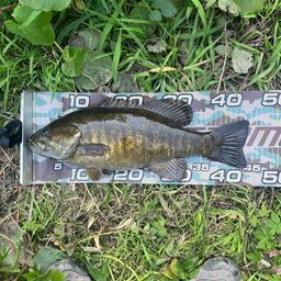 スモールマウスバス