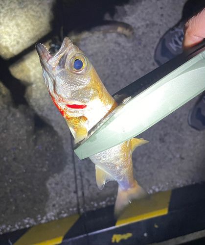 アカムツの釣果