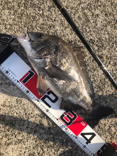 チヌの釣果