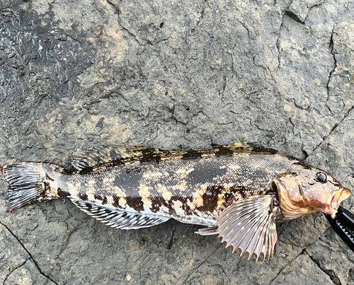 アイナメの釣果