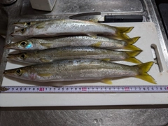 アカカマスの釣果