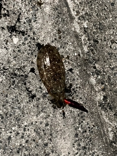 コウイカの釣果