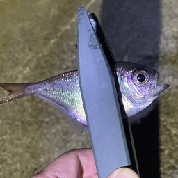 ミナミハタンポ